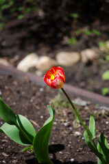 Tulip