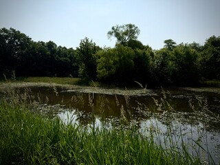 wetlands in Ohio on a hike