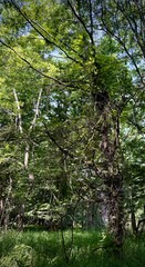 Fototapeta premium honey locust tree in Ohio fully thorned