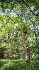 Honey locust trees in the forest in Ohio 
