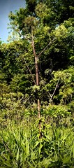 Fototapeta premium Purple angelica with vine on hike in ohio