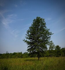 lonely tree in the field pin oak tree 