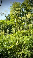 angelica atropurpurea on hike in Ohio