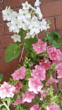Petunia pink color and white sweet tobacco flowers sways in wind. Bright flowerbed. Blooming Garden on balcony. Home Gardening. Green ecology area. Sustainable Living. Planting. surfinia. Vertical