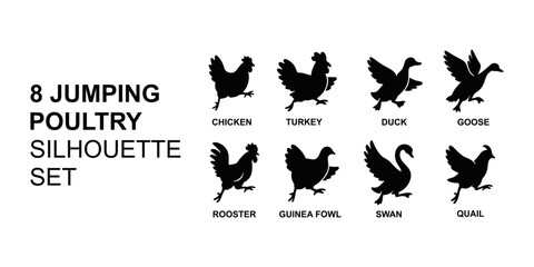 Vector Silhouette of Various Bird and Poultry Shapes for Illustration