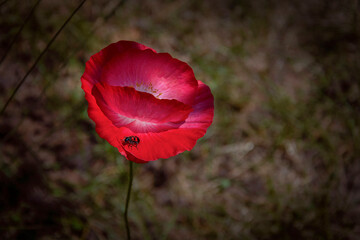 Pink poppy with a small striped bug blooming in the garden.