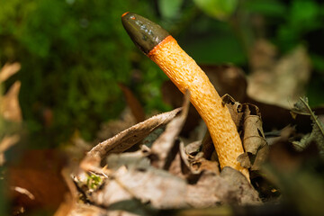  Hundsrute (Mutinus caninus)
