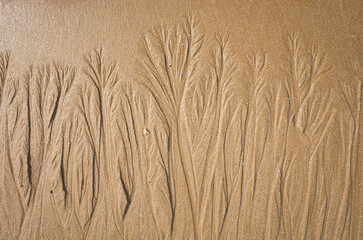 Natural patterns resembling trees formed by water flow on wet sand at the beach in Essaouira, Morocco