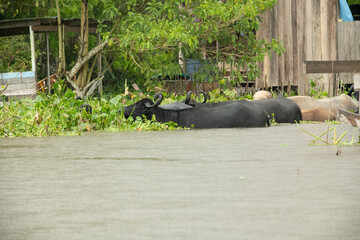 water buffalo in amazon basin