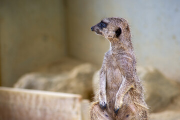 「え、俺？」と言いたげなミーアキャット ― 驚きと戸惑いが交差する表情｜Meerkat with a “Who, Me?” Expression — A Moment of Surprise and Confusion