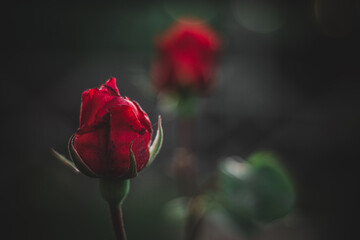 single red rose