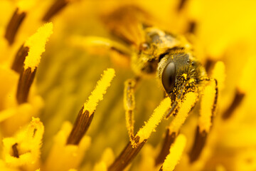 Bee on Yellow Flower