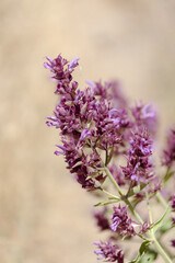 Obraz premium Flora of Gran Canaria - Salvia canariensis, Canary Island sage natural macro floral background