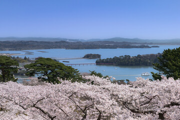 桜の松島西行戻しの松公園からの日本三景松島