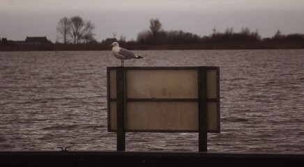 Port wall at dusk in Oudega Frisia  Netherlands, view to the horizon. The sign table  from behind with an upcoming gull.