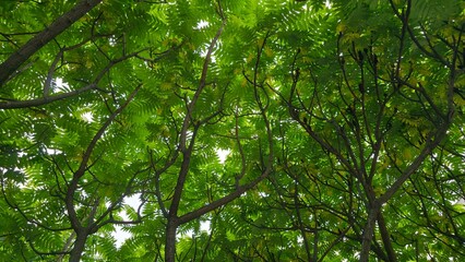 Vibrant green foliage fills the frame, showcasing lush tree branches reaching towards the sky. Perfect background for nature, environment, growth, outdoor themes. Captures tranquility, natural beauty