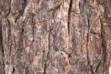 Close Up of Bark on Tree Stump. Old tree. many years old.