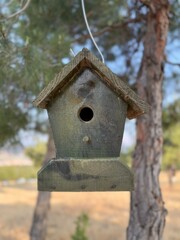 Wooden birdhouse on a coniferous tree — a charming home for feathered friends in nature