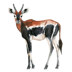watercolor of Okapi, vector, isolated on a white background.