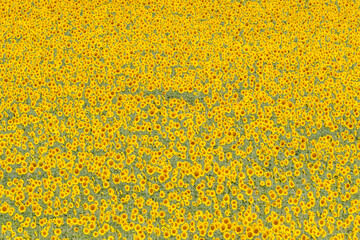 Sunflower fields in the Spanish countryside
