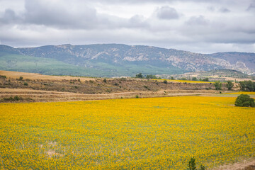 Sunflower fields in the Spanish countryside