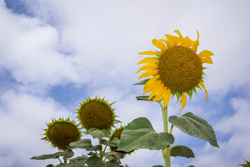 Sunflower fields in the Spanish countryside
