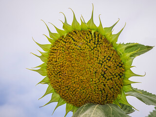 Sunflower fields in the Spanish countryside