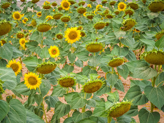 Sunflower fields in the Spanish countryside