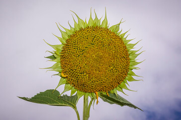 Sunflower fields in the Spanish countryside