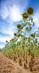 Sunflower fields in the Spanish countryside