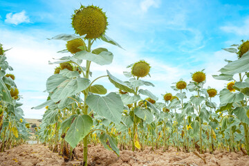 Sunflower fields in the Spanish countryside