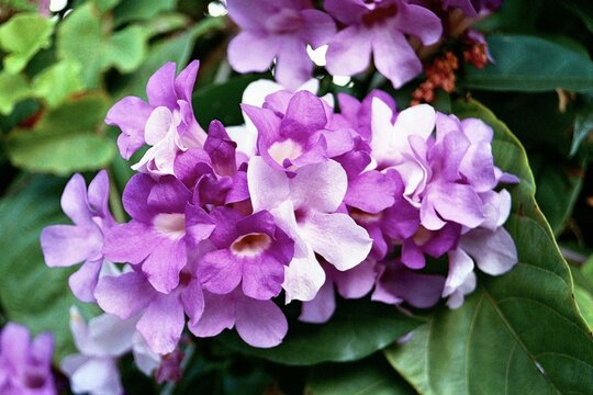 Mansoa alliacea (Pseudocalymma alliaceum) - Garlic Vine

