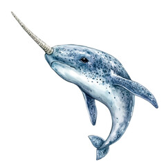 watercolor of Narwhal Close Up, vector, isolated on a white background. © AMIDCO