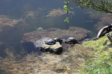 tortue dans un lac corse