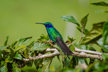 Detailed photograph of the Sparkling Violetear (Colibri coruscans), a South American hummingbird perched on a branch.