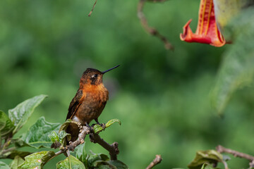Detailed photography of the Shining Sunbeam (Aglaeactis cupripennis) a south american hummingbird perched on a branch.