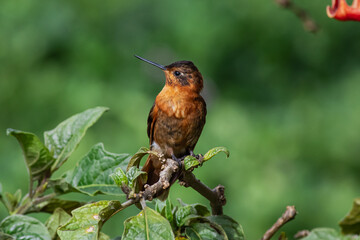 Detailed photography of the Shining Sunbeam (Aglaeactis cupripennis) a south american hummingbird perched on a branch.