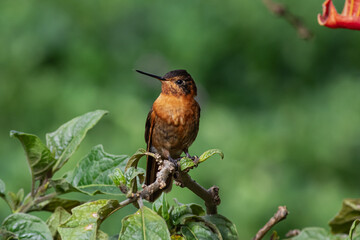 Detailed photography of the Shining Sunbeam (Aglaeactis cupripennis) a south american hummingbird perched on a branch.