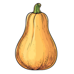 2D flat vector illustration of Butternut Squash Doodle, isolated on a white background.