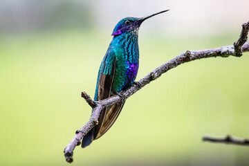 Fototapeta premium Detailed photograph of the Sparkling Violetear (Colibri coruscans), a South American hummingbird perched on a branch.