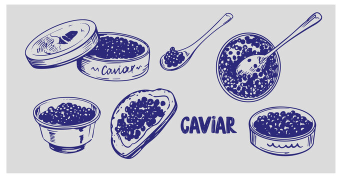 Black sturgeon caviar, beluga, realistic hand drawn sketch, vector monochrome illustration