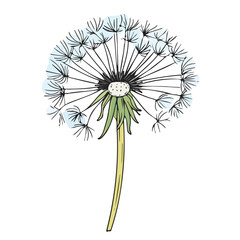 Dandelion Doodle illustration vector 2D flat, isolated on a white background.