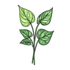Arrowhead Plant Doodle illustration vector 2D flat, isolated on a white background.