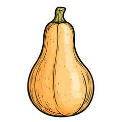 Butternut Squash Doodle 2D flat vector illustration, isolated on a white background.