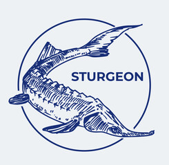 Sturgeon fish, beluga, vector realistic hand drawn sketch, monochrome illustration, black outline on transparent background