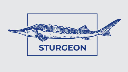 Sturgeon fish, beluga, vector realistic hand drawn sketch, monochrome illustration, black outline on transparent background