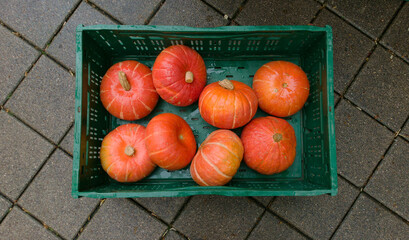 a box with small, bright pumpkins seen from above