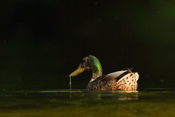 Anas Platyrhynchos aka wild or mallard duck male in evening sun. Isolated on dark black background.