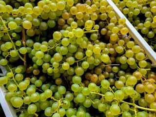A Basket Filled with Fresh Green Grapes Ready to Enjoy and Savor Their Delicious Flavor
