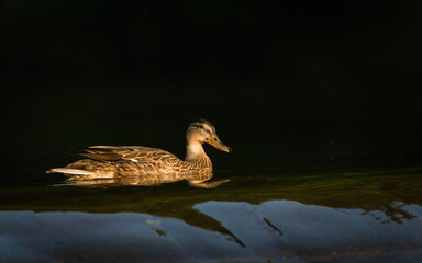 Anas Platyrhynchos aka wild or mallard duck female in evening sun. Isolated on dark black background.